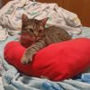Retrato monárquico de tu Felino - Imagen 2